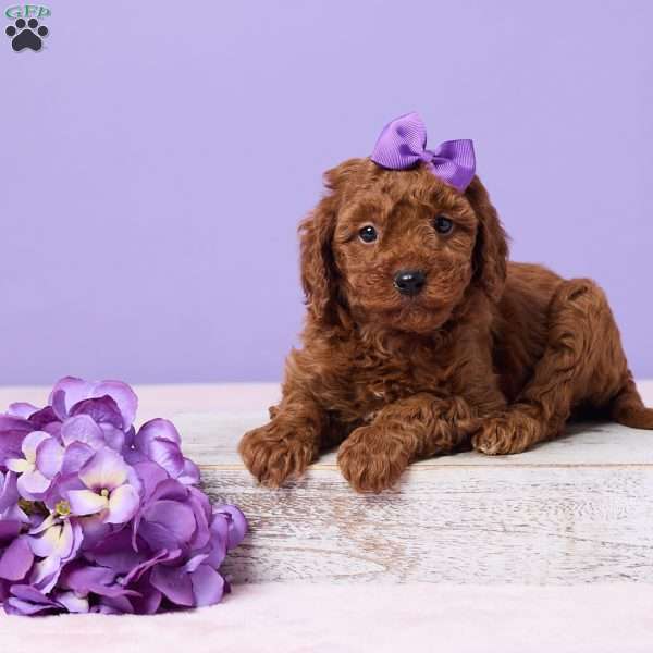 Mia, Miniature Poodle Puppy